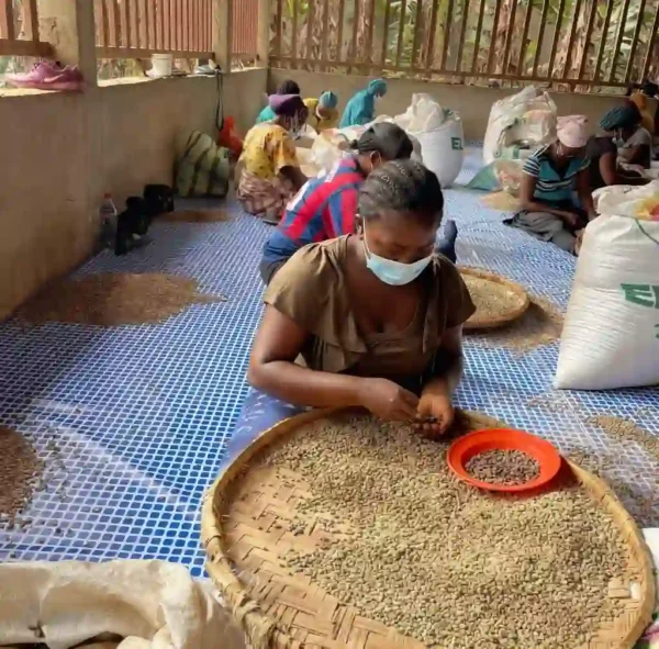 best-premium-grade-coffee-for-export-to-china green-sundry-arabica-coffee-export-to-china