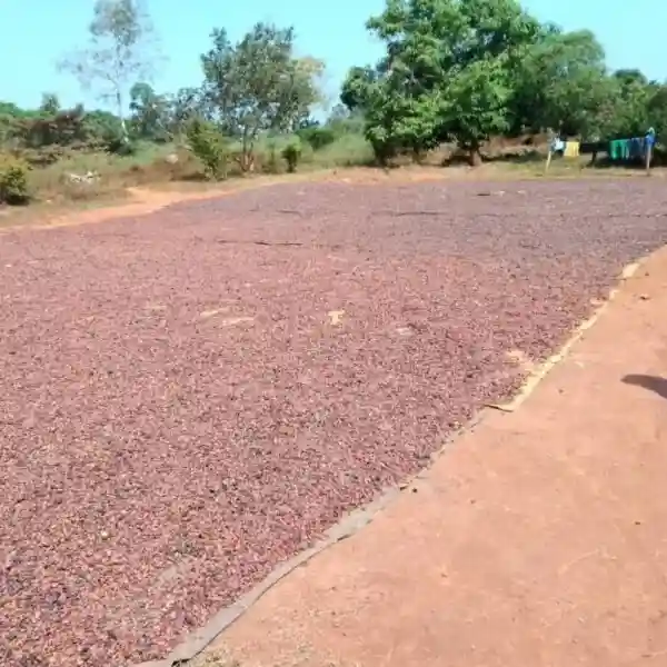 best-premium-grade-fermented-sundry-cocoa-for-export-in-china fermented-sundry-cocoa-beans-for-sale-in-china