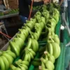 fresh-green-cavendish-banana-company-in-china