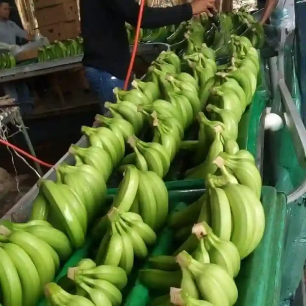 fresh-green-cavendish-banana-company-in-china