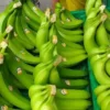 fresh-green-cavendish-banana-for-sale-in-china