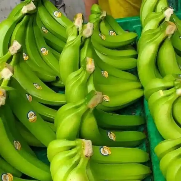 fresh-green-cavendish-banana-for-sale-in-china