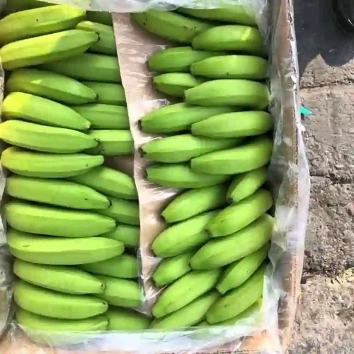fresh-green-cavendish-banana-export-to-china