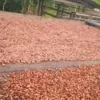 how-can-i-buy-fermented-sundry-cocoa-beans-export-to-china fermented-sundry-cocoa-beans-for-sale-in-china