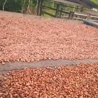 fermented-sundry-cocoa-beans-for-sale-in-china