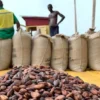 online- company-that-export-fermented-sundry-cocoa-to-china Natural Fermented Sundry Cocoa Beans