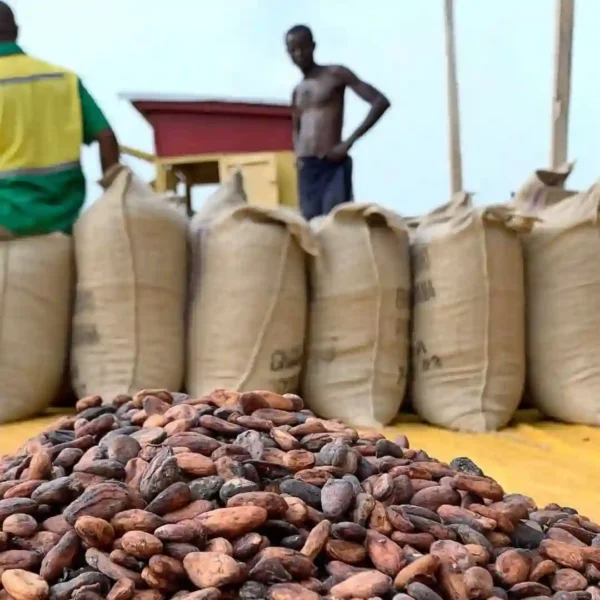 online- company-that-export-fermented-sundry-cocoa-to-china Natural Fermented Sundry Cocoa Beans