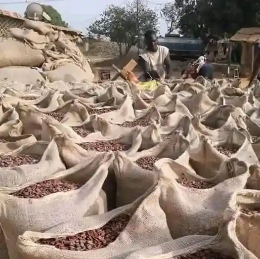 online-fermented-sundry-cocoa-shop-in-china natural-fermented-sundry-cocoa-shop-in-china