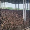 premium-quality-rubber-cup-lumps-in-affordable-prices-for-export-to-china rubber-cup-lumps-meant-for-export-to-china