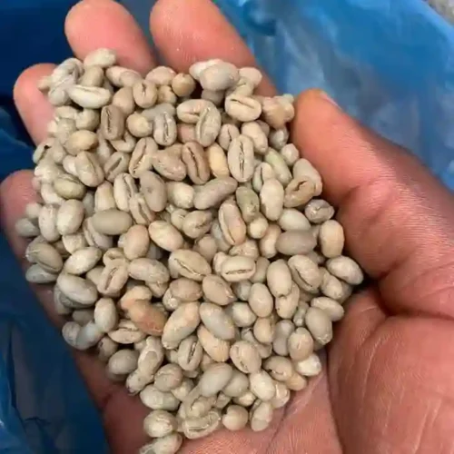 ready-to-export-natural-green-sundry-arabica-coffee-beans-to-china