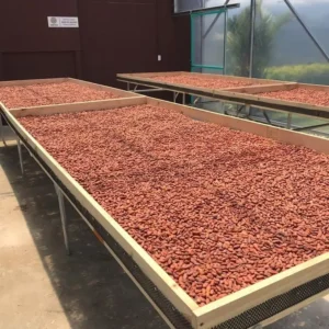 Fermented Sundry Cocoa Beans