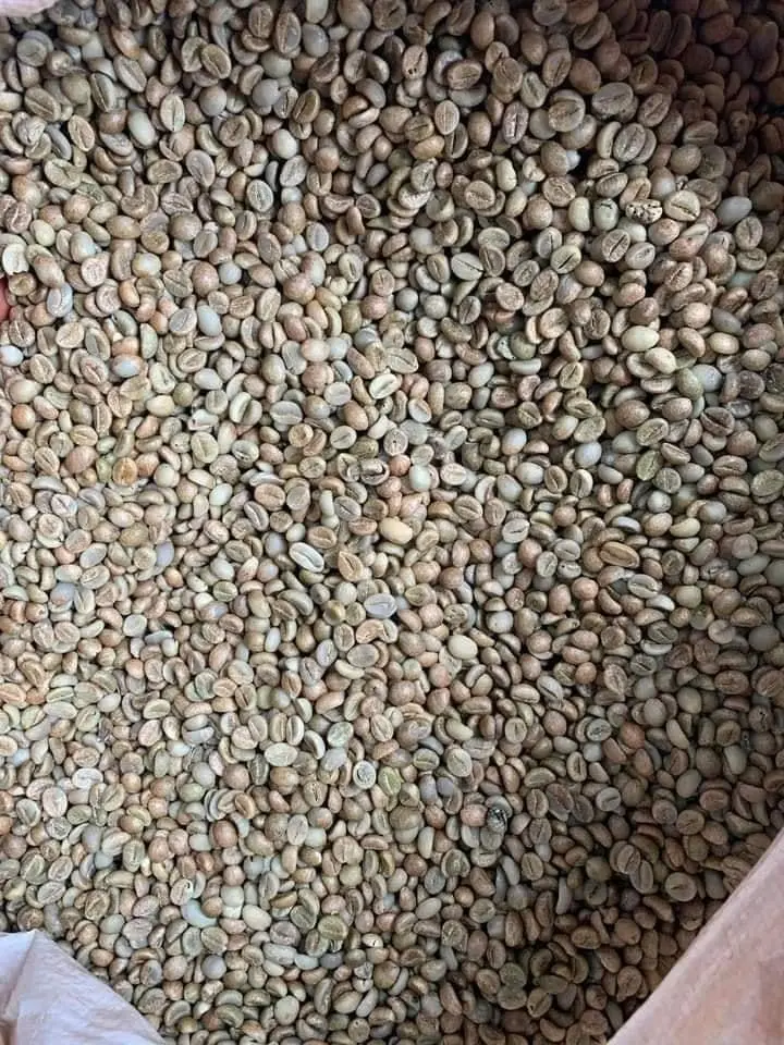 Coffee Beans - Image 2