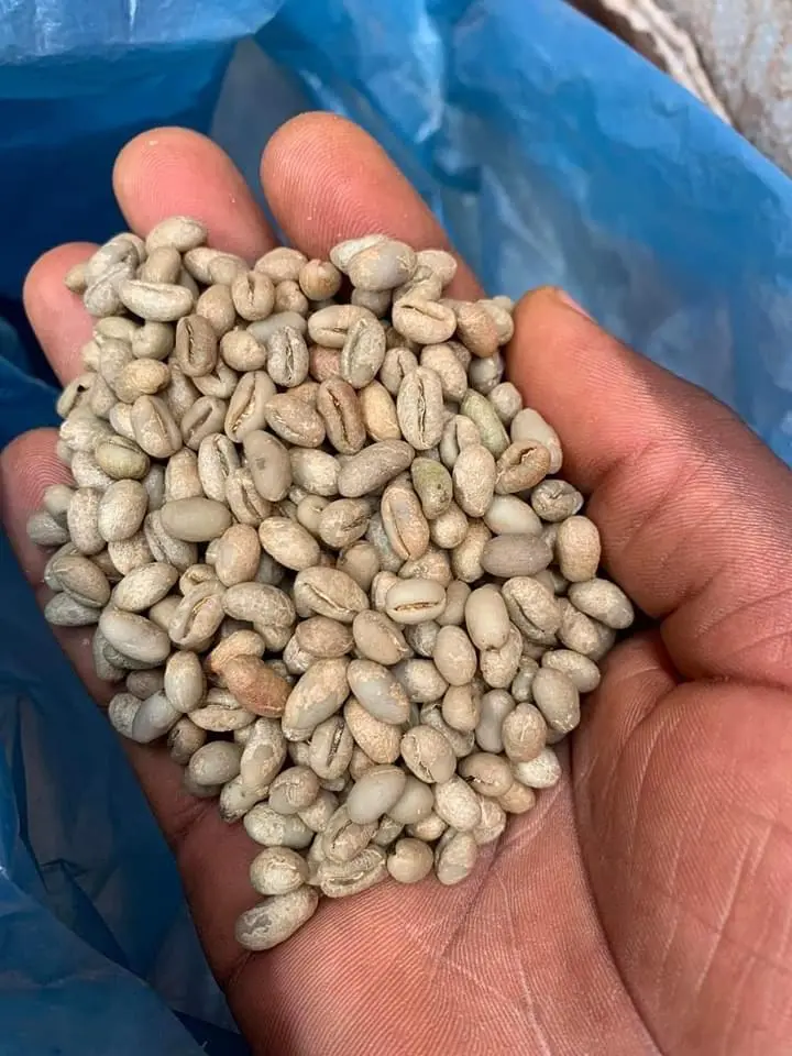 Coffee Beans - Image 3