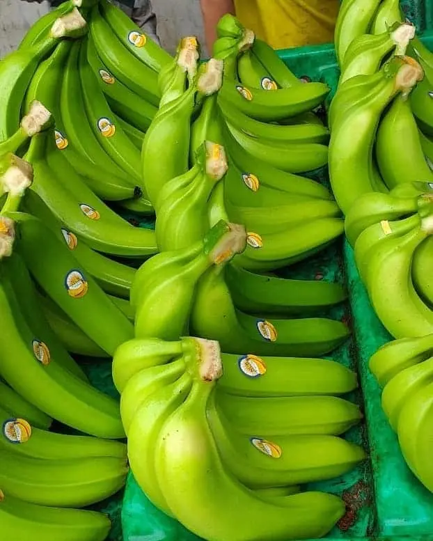 Fresh Green Cavendish Banana