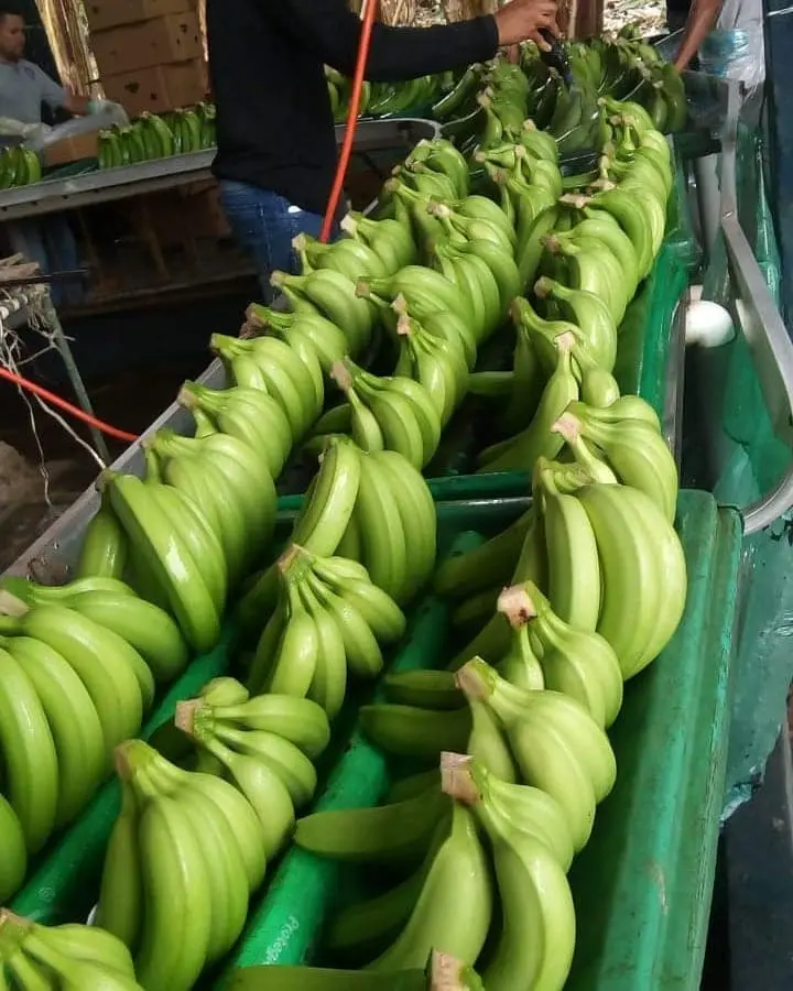 Fresh Green Cavendish Banana - Image 2