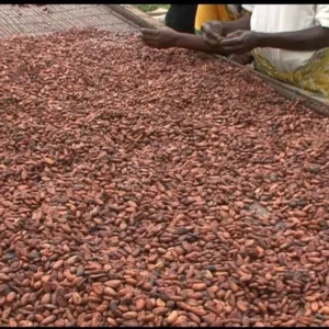 Fermented Sundry Cocoa Beans